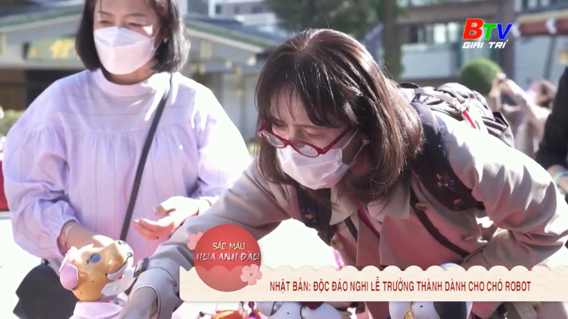 Nhật Bản – Độc đáo nghi lễ trưởng thành dành cho chó Robot